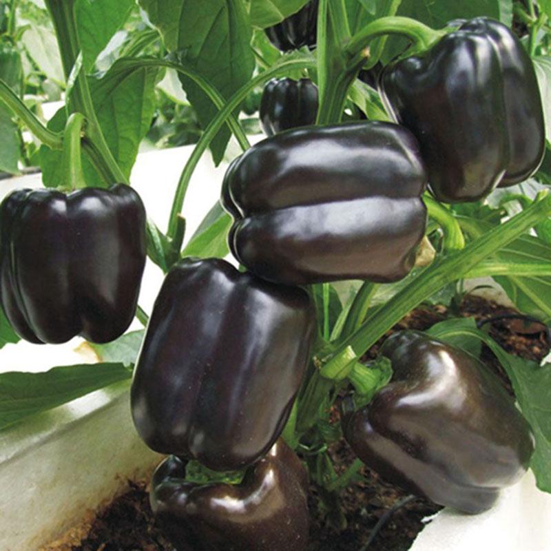 Chocolate Black Pepper 4 Seasons Pepper Garden Terrace Potted Ve